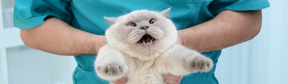 Kat wordt vastgehouden door de dierenarts