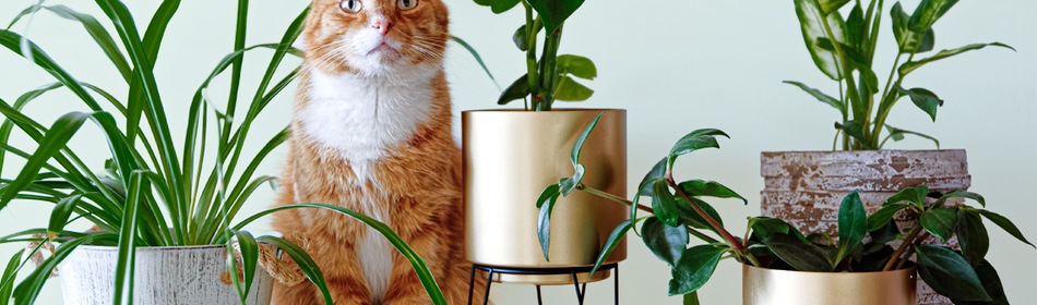 planten giftig kat