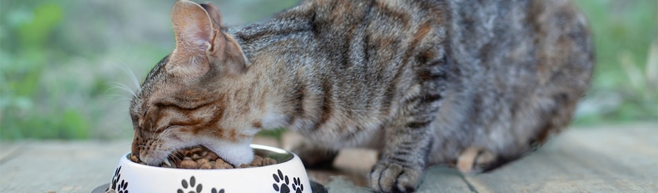Kat is aan het eten