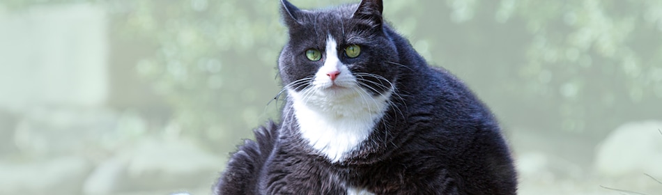 Kat met overgewicht