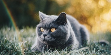 Britse korthaar kat