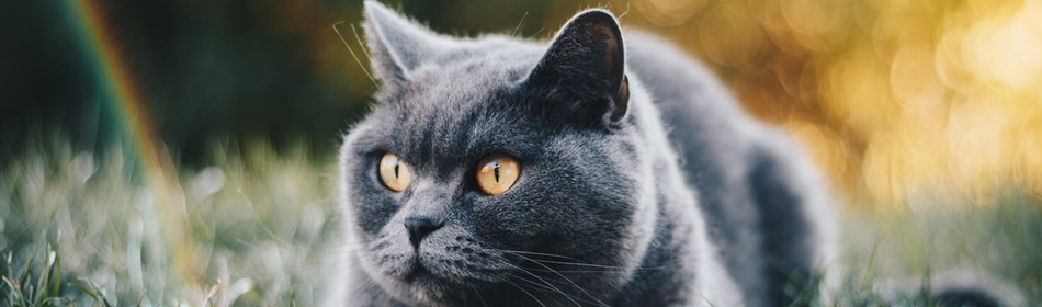 Britse korthaar kat