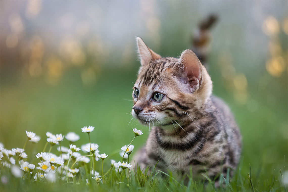 Gebeurt Wiens Vooruitzien Kat kopen - Welke kat past bij jou? | OHRA
