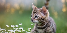 Kitten in het gras