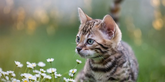 Kitten in gras