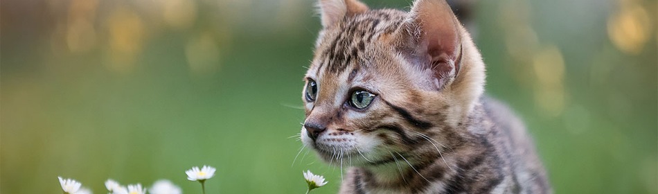 checklist kitten