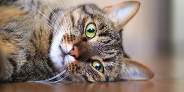 Europese Korthaar kat