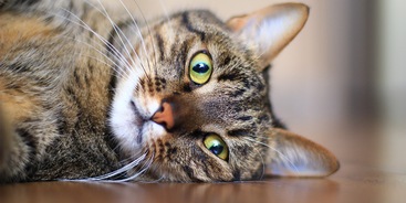Europese Korthaar kat
