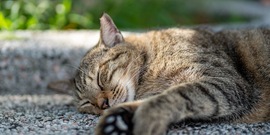 Kat ligt op straat