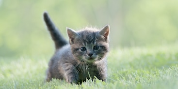 Kitten en meisje