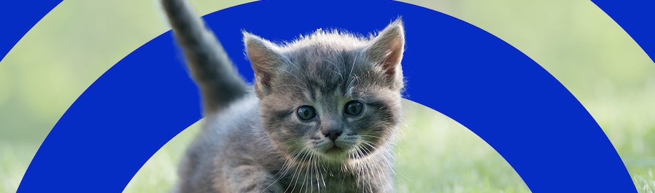 Kitten