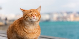 Rode kater bij de zee