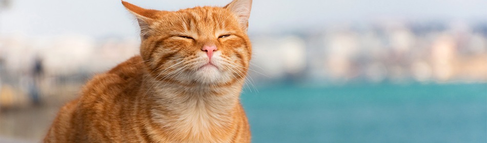 Rode kater bij de zee