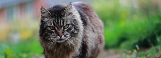 Maine coon kat kopen - Wat kost