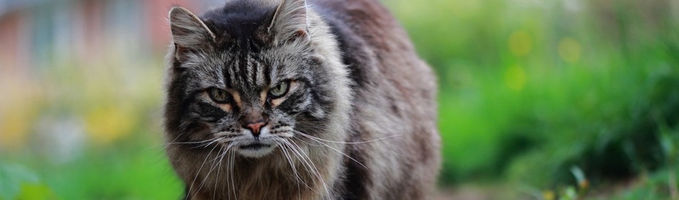 Maine Coon kat
