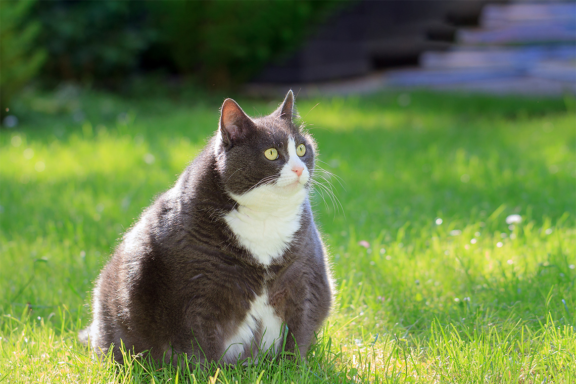 Wees tevreden creëren Verdachte Overgewicht kat - Wat zijn de kenmerken? | OHRA