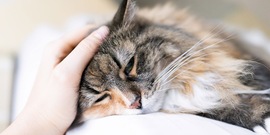 Mens aait kat