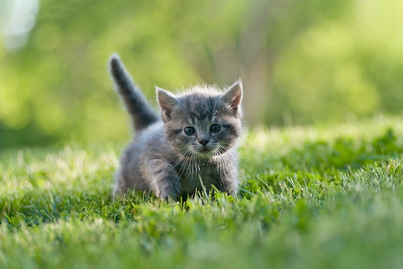 Dialoog verontschuldiging rand Kat kopen - Welke kat past bij jou? | OHRA