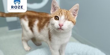 Eenogige rode kat met het logo van Stichting ROZE