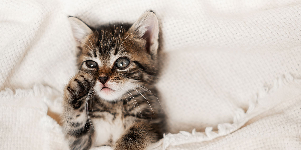 Inspecteren Briljant Voorloper Kat kopen - Welke kat past bij jou? | OHRA