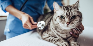 Kat bij de dierenarts