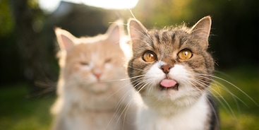 Twee katten buiten